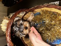 Yorkshire terrier yavru