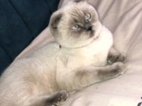 Güzeller güzeli şila british longhair