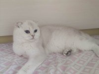 Silver point mavi gözlü yetişkin scottish fold