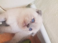 Yavru scottish fold
