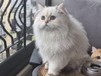 British longhair ny1133 erkek