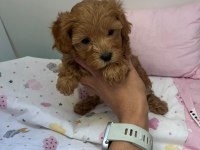 Anne maltipoo baba toy poodle köpeğimiz