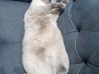 Blue point british shorthair ücretsiz sahiplendirilecek