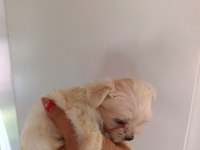 Antalyadan 0 Numara Safkan Maltese Terrier Yavruları