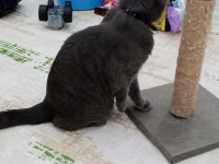 British shorthair kedisi çok oyuncu