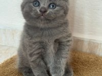 A kalite scottish fold yavrular yeni sahiplerini arıyor