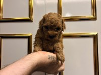 Üst Kalite Sağlık Irk Garantili Poodle Yavrular