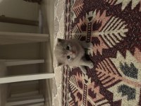 British shorthair duman bey sahibini bekliyor