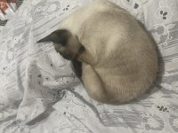 8 aylık siyam kedisi