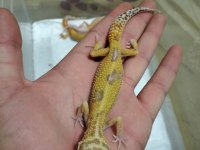 Leopar gecko