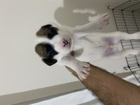 Jack Russell Yavrular