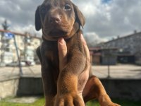 Doberman erkek yavrumuz
