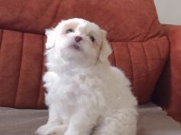 maltese terrier
