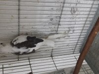 Hazır kızgın boşta kendi üretimim sultan papağanı dişiler