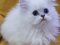 Scottish straight ve scottish fold yavrular