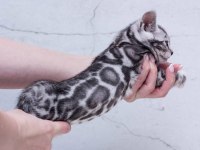 Silver bengal kittens WCF pedigree Ozyfelines