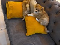 Erkek ve Dişi Yavru Pomeranian