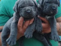 Blue Cane corso dişi yavrular