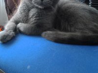 Sahibinden Scottish Fold Kedimiz