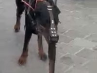 Dişi 1 Yaşında Doberman