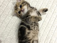 Golden N12 British Shorthair Orjinal Safkan