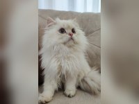 Üst kalite son erkek british longhair yavrum