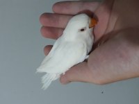 Albino yeni yeme düşmek üzere olan cennet papağanı bebek