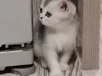 Kedimize sıcak bir yuva arıyoruz