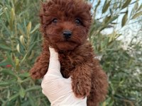 Yurtdışı Girişli Kore Erkek Poodle
