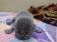 14 Şubat Doğumlu British Shorthair Yavrularımız