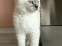SAFKAN OYUNCU BRİTİSH SHORTHAİR PATİLER