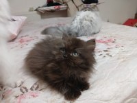 2 BUÇUK AYLIK DİŞİ YAVRU CİNNAMON KEDİSİ