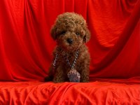 Sevimli Toy Poodle Yavrularımız