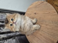 ACİL SAHİPLENDİRME KEDİLER