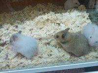 HAMSTER LAR GELDİ