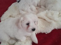 Orijinal Malta Maltese terrier yavrular