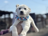 Kangal ve Anadolu çoban akbaş
