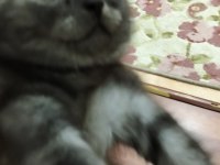 2 kardeş uysal tuvalet eğitimli