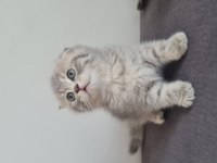 2 aylık dişi kedimiz sahiplendirme