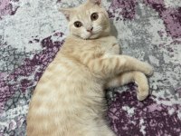 Prensimize yuva arıyoruz british shorthair