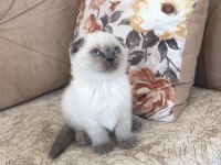 Safkan scottish fold minnaklar