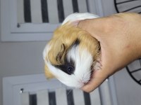 Çok sevimli ve uysal ginepigler fethiyede