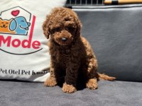 Ankaranın en kaliteli toy poodle yavruları