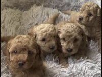 Toy Poodle Sağlıklı Köpeği