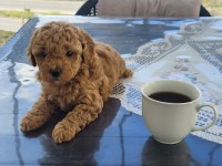 Poodle Bebekler Uygun