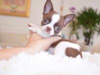 Micro Mini Wc Eğitimli Chihuahua