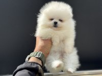 Petmode köpek çiftliğinden pomeranian boo