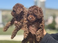 Ankarada ziyarete açık toy poodle yavrularımız