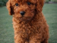 ZEKA KÜPÜ SEVGİ DOLU VE ÇOK EĞLENCELİ POODLE