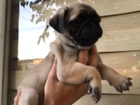 Pug gül kuyruk köpekler